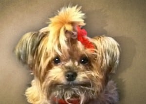Pet Art